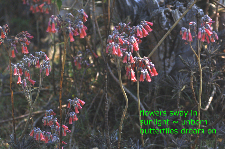 Haiga  3 ~ 8 ~ flowers sway  ~