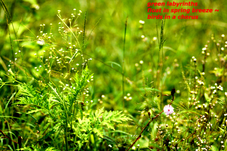 Haiga  3~ 1 ~ green labyrinths ~