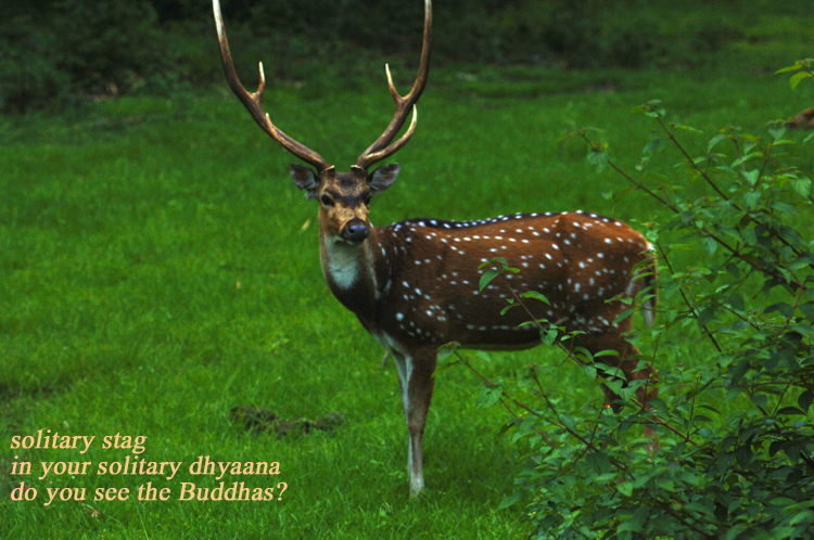 Haiga  3 ~ 9  ~ solitary stag ~