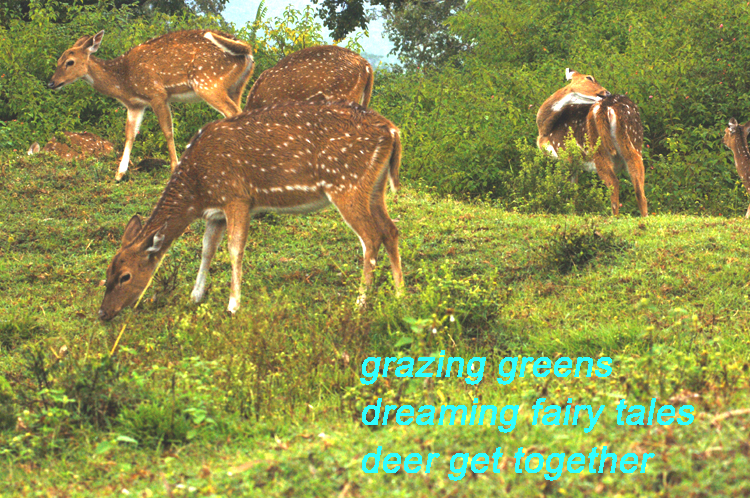 Haiga ~ 5 ~ 8 ~ deer