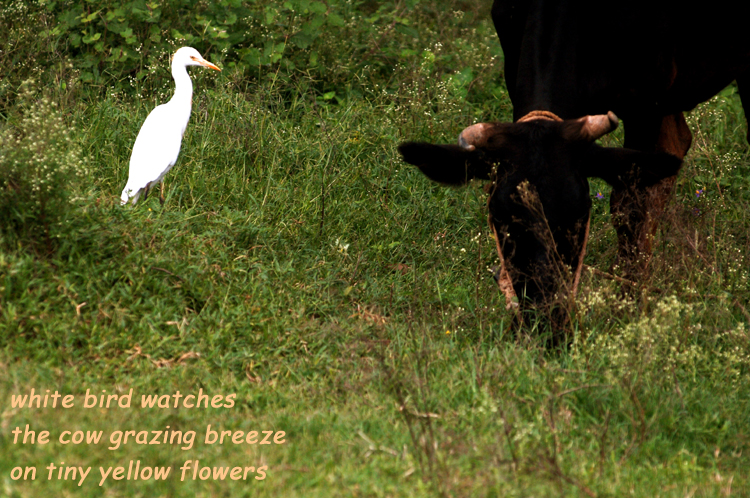 Haiga ~ 5 ~ 4 ~ white bird