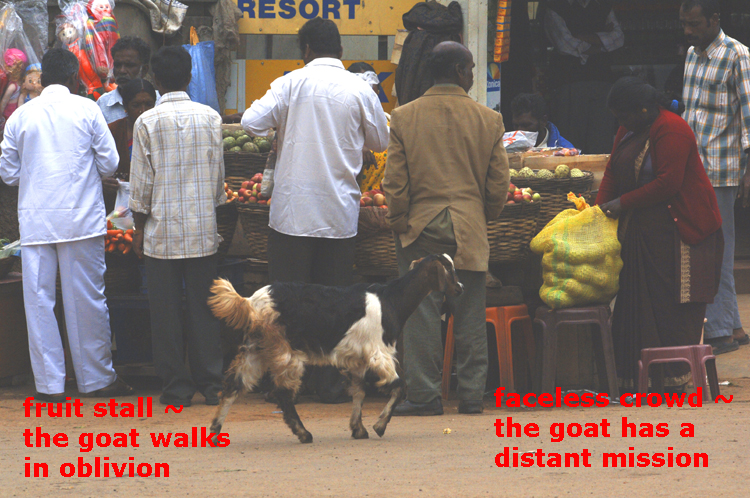 Haiga ~ 5 ~ 3 ~ the goat