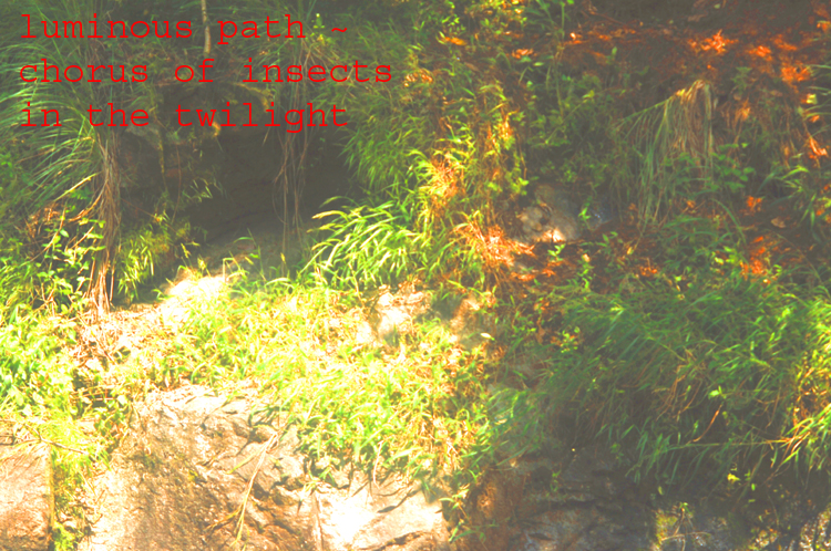 Haiga ~ 5 ~ 1 ~ luminous path
