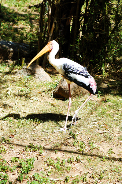 Bird ~ 1#3 ~ The Painted Stork ~