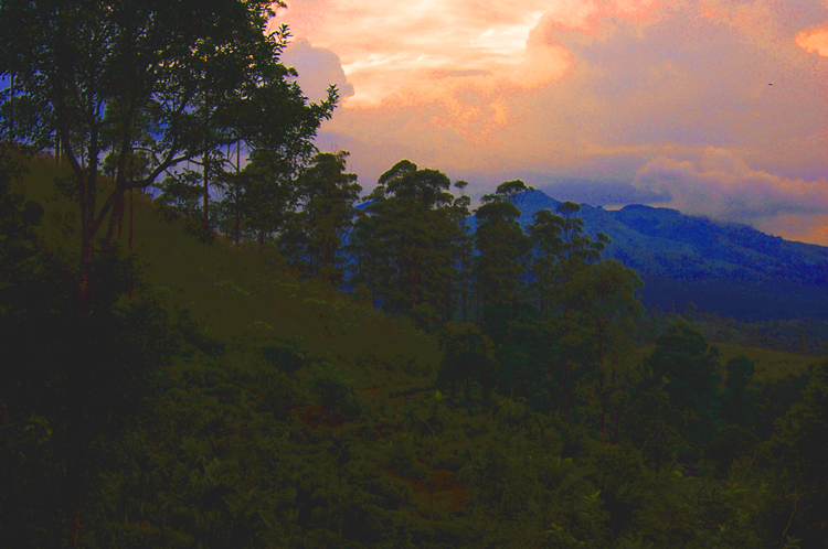 D&D ~ 1#4 ~ Mudumalai Tamil Nadu