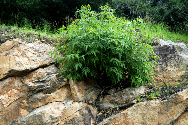 Infinite Stone Rhythms ~ Cosmos ~ 26-5