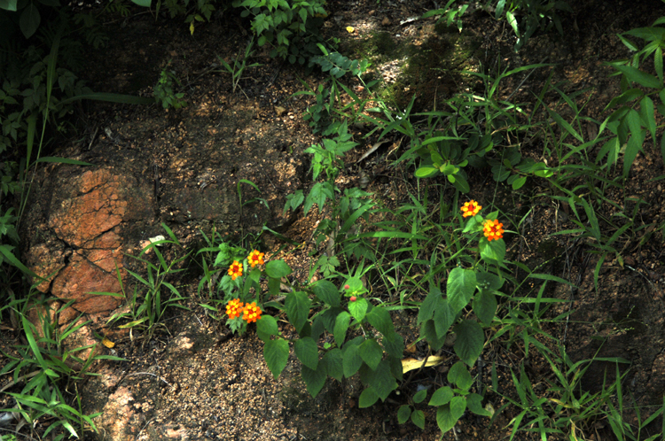 Infinite Stone Rhythms ~ Cosmos ~ 33-4