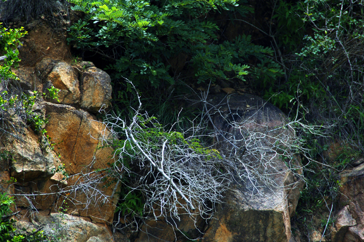 Infinite Stone Rhythms ~ Cosmos ~ 34-2