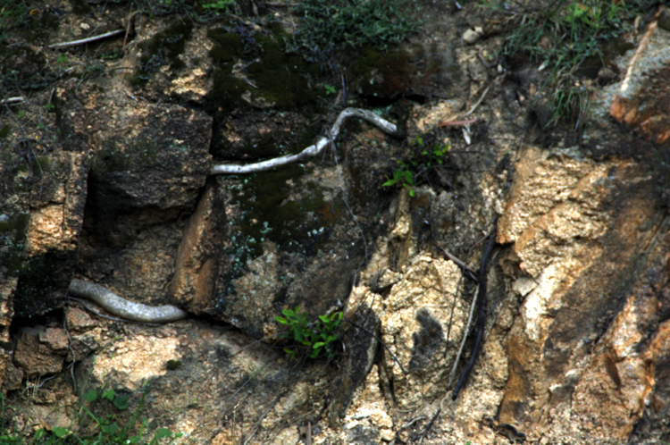 Infinite Stone Rhythms ~ Cosmos ~ 36-1