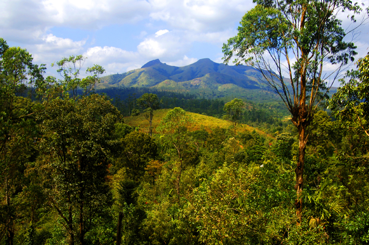 LM ~ 1#8~ Mysore ~ Sultan Batteri