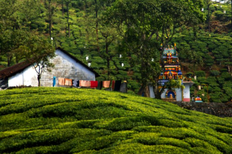 LM ~ 1#9 ~ Mysore ~ Sultan Batteri