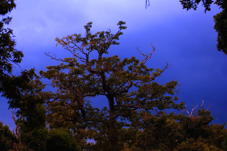 Twilight Sky ~ Mudumalai, India