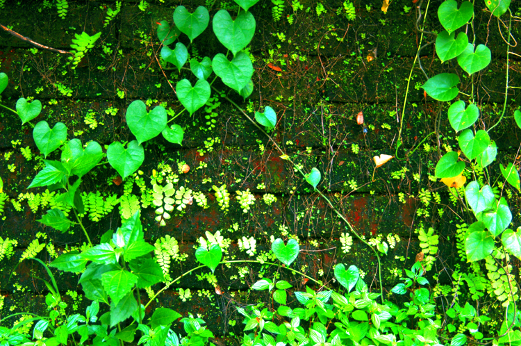 Wall Watching ~ Abstract