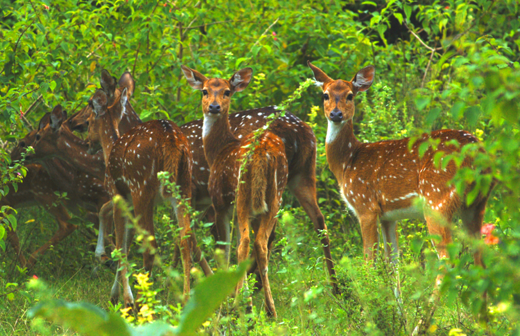Deer ~ Mudumalai, India