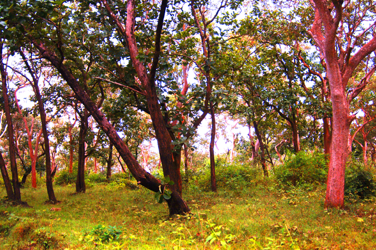 Forest ~ Mudumalai, India