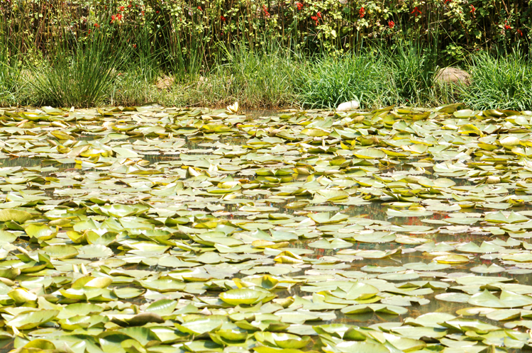 Lotus Pond ~
