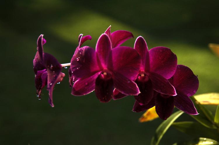 Orchids ~