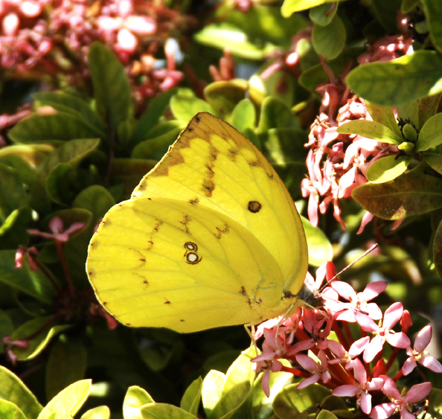 Yellow Butterfly ~
