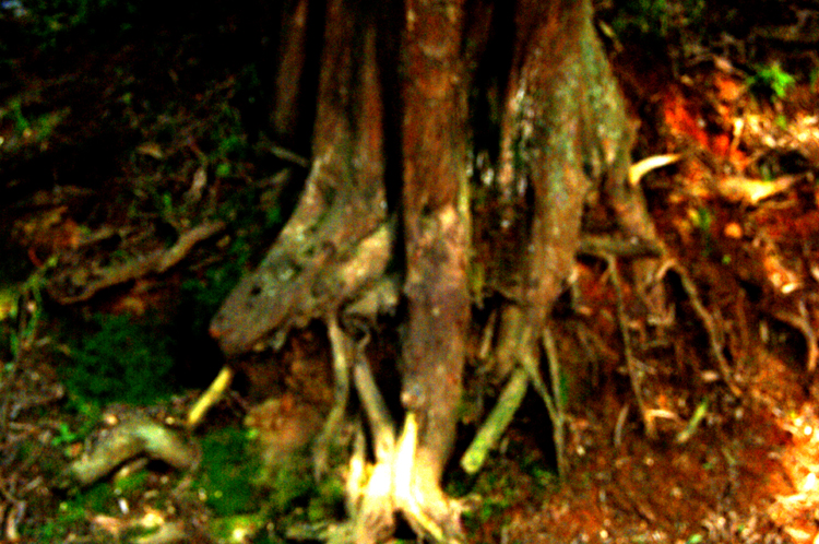 Roots ~ 1#8