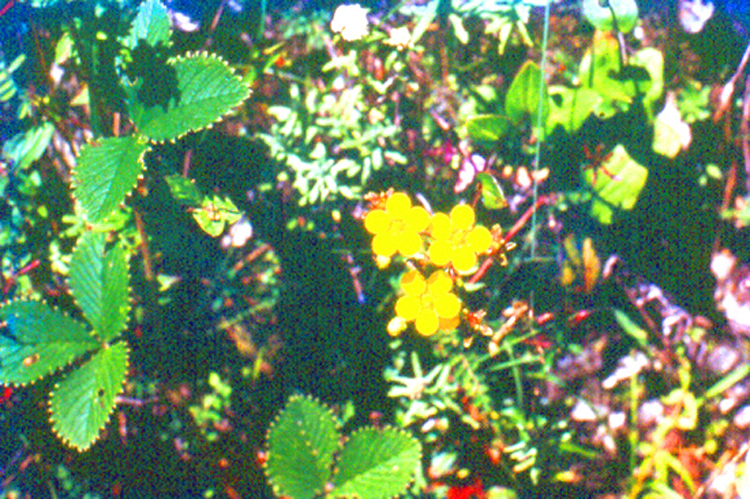 H~0~ 1#2 Meta-Detail Valley Of Flowers ~ Let Botanical Pundits  Scan ( For Ever ) Figure out the Noumenclature of Eternity in Infinite Unique Meta-Nano Universes Subtly Hidden ~ Tentatively ~ For All For Ever All Over  