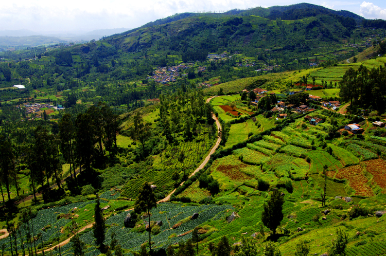 Ooty # 1~7