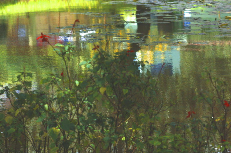 Ooty # 8 ~ 3 ~ Botanical Garden ~