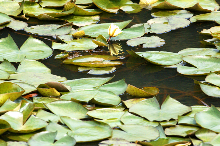 Ooty # 8 ~ 1 ~ Botanical Garden ~