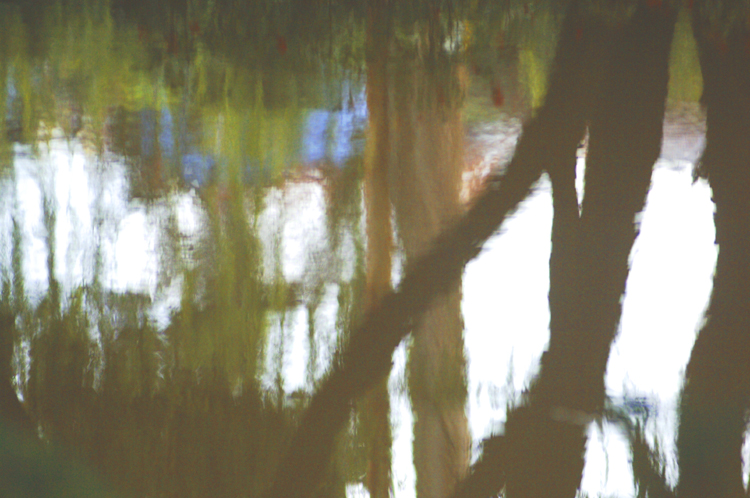 Ooty # 8 ~ 6 ~ Botanical Garden ~