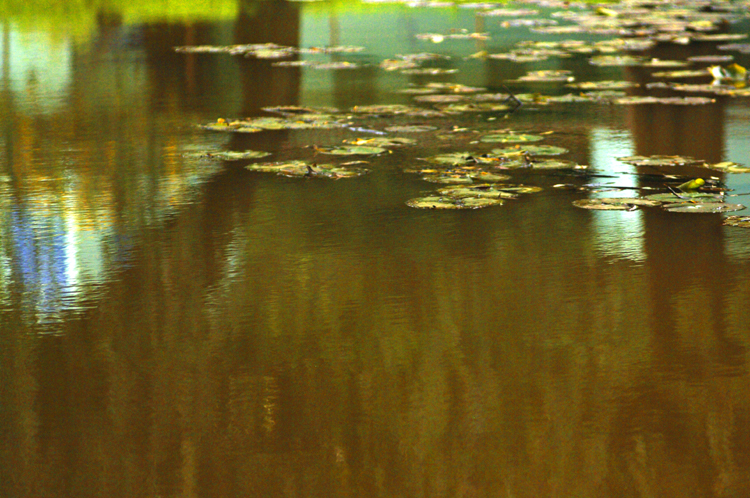 Ooty # 8 ~ 5 ~ Botanical Garden ~